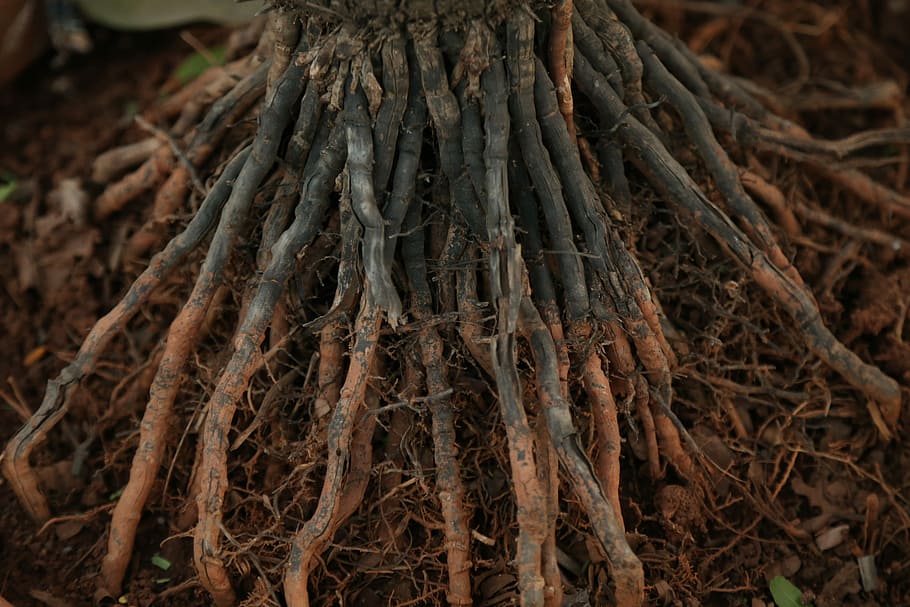 firewood lot, root, nature, tree, roots, flora, dry, growth HD wallpaper
