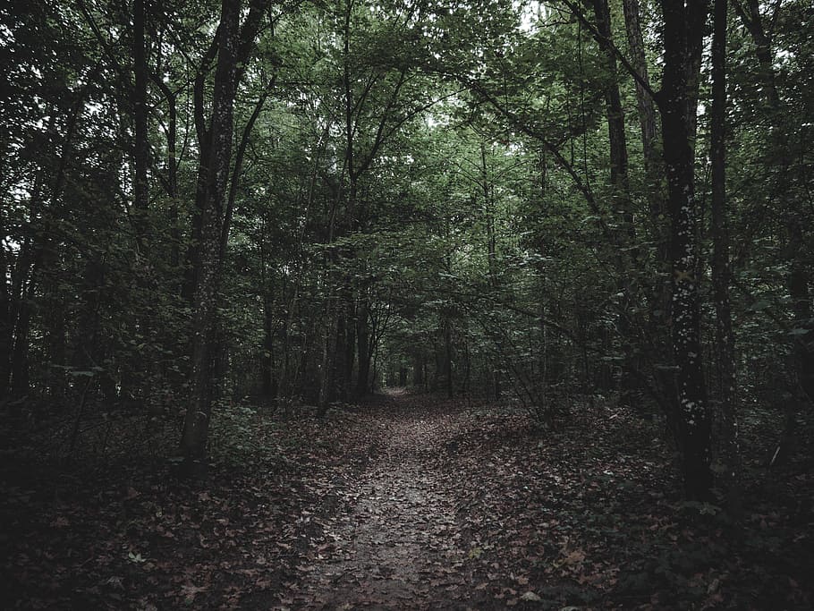 pathway in forest, forest photography, tree, wood, dark, plant HD wallpaper