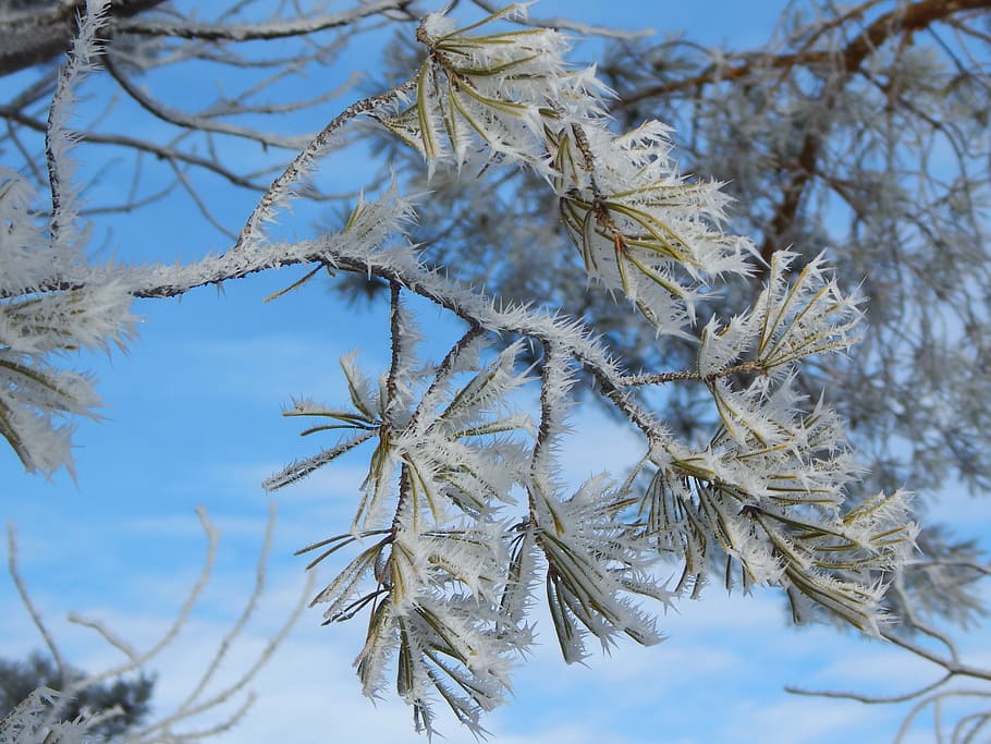 tree, branch, hoarfrost, winter, snow, january, december, nature HD wallpaper