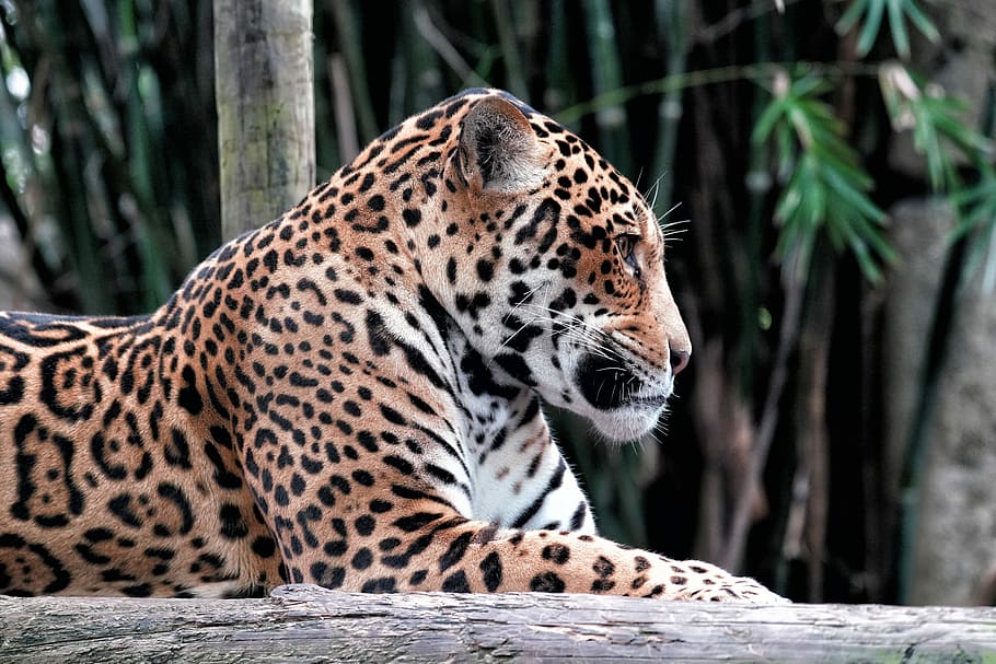 leopard lying on rock, jaguar, wildlife, nature, mammal, animal, HD wallpaper