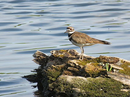 killdeer, bird, pond, nature, wildlife, shorebird, standing HD wallpaper