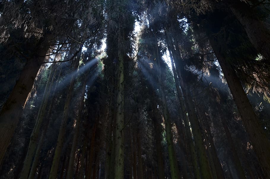 tree, forest, plant, pine tree, pine forest, woods, tranquility HD wallpaper