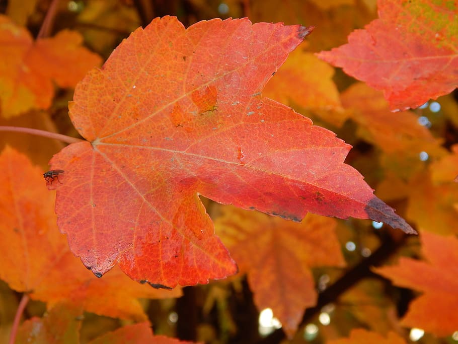 leaf, autumn, autumn leaves, fall, nature, red, yellow, orange HD wallpaper