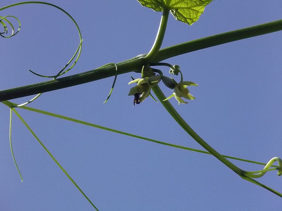 leaf, plant, chayote, green, nature, sky, low angle view, blue HD wallpaper
