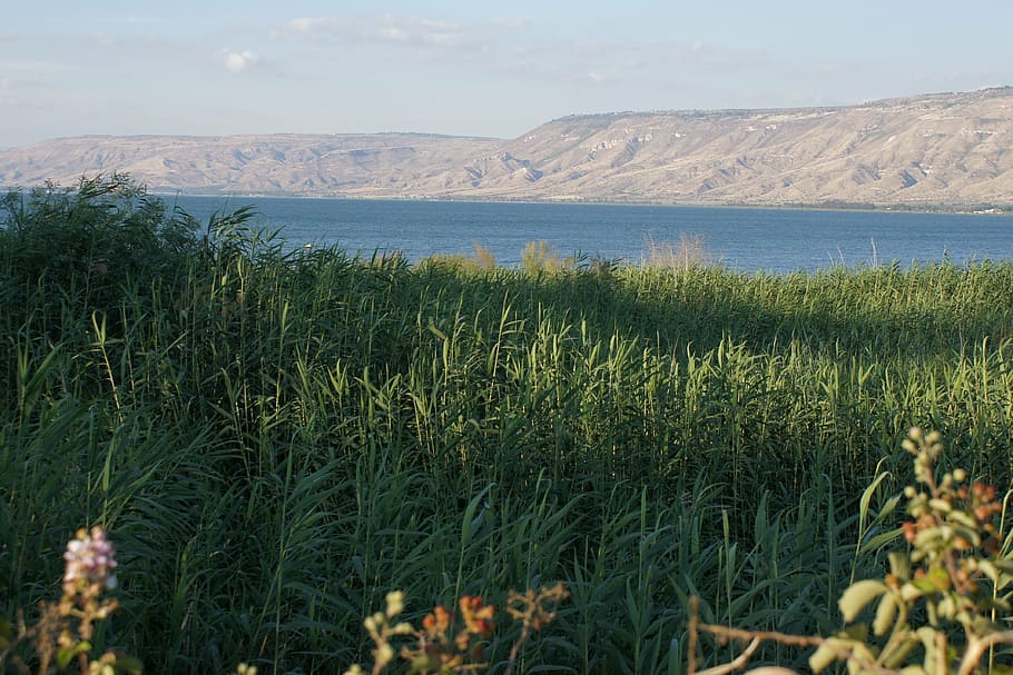 field in front of body of water, sea of galilee, lake, reed, israel, HD wallpaper