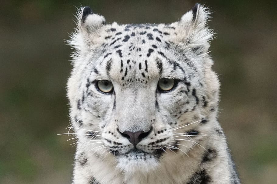shallow focus photo of white and black tiger, snow leopard HD wallpaper
