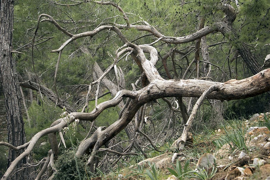 brown tree branch surrounded by green leaves, photo, forest HD wallpaper