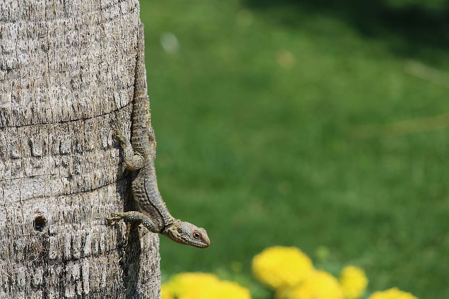 lizard, flowers, palm, focus on foreground, animal themes, tree HD wallpaper