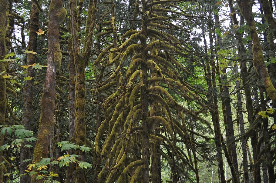 moss, trees, nature, forest, evergreen, plant, growth, land HD wallpaper