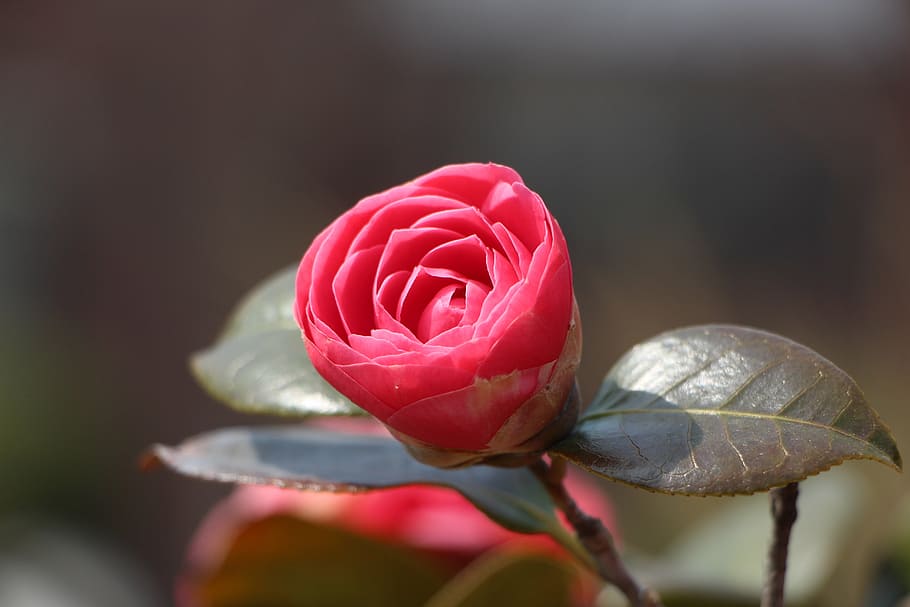 selective focus photography of pink rose, camellia flower, april