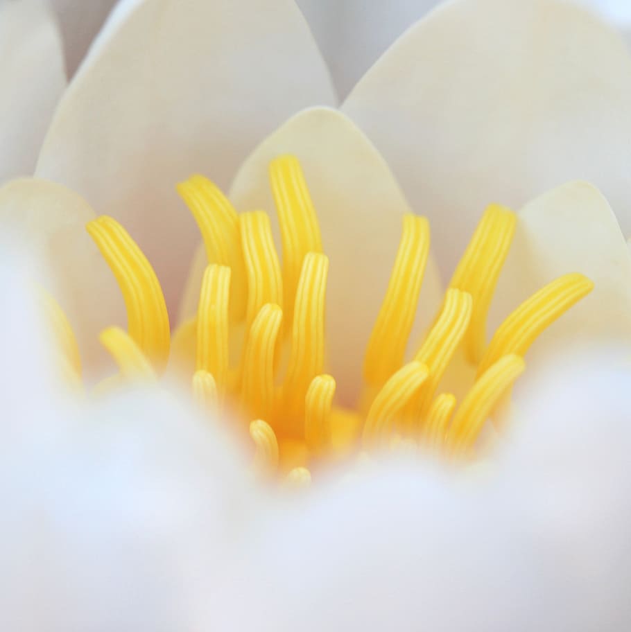 water, lily, flower, macro, petals, stamens, close up, pond HD wallpaper