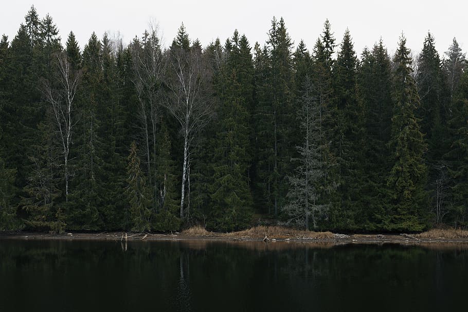 landscape photography of green leafed trees beside body of water under cloudy sky, photography of body of water and green pine trees during daytime HD wallpaper