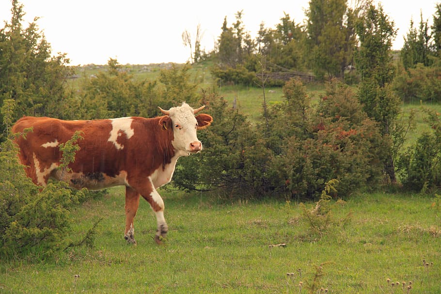 cow, animal, closeup, milk, cattle, village, nature, summer, HD wallpaper