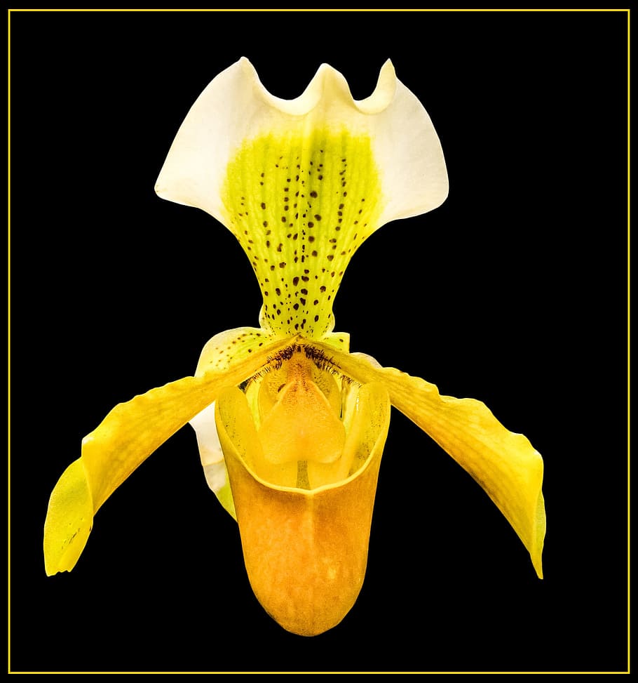 orchid, blossom, bloom, flower, yellow white, studio shot, black background HD wallpaper
