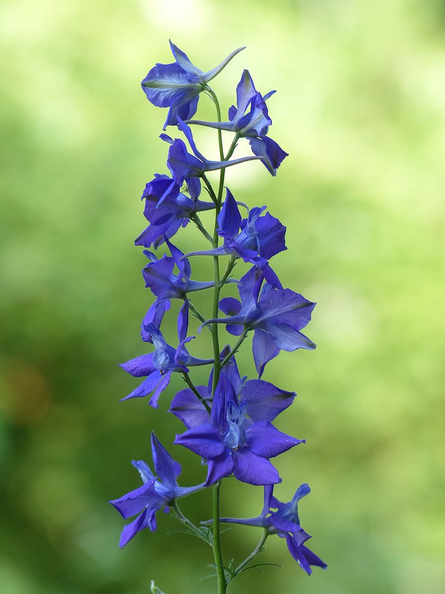 purple flowers, blossom, bloom, blue, garden feldrittersporn