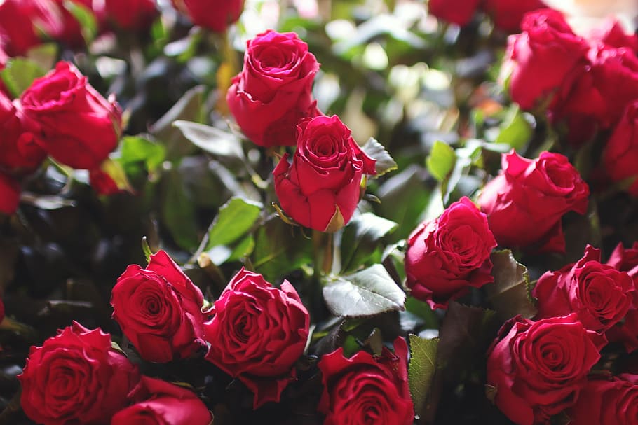 close-up photo of red rose arrangement, roses, flowers, rose - flower HD wallpaper