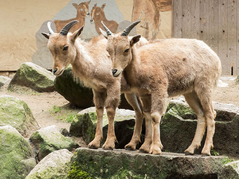 goats, stone, billy goat, nature, livestock, wildlife photography HD wallpaper