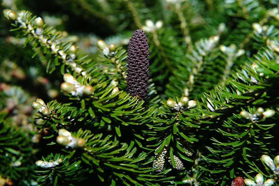 fir, tannenzweig, green, branch, pine cones, pine needles, periwinkle, HD wallpaper