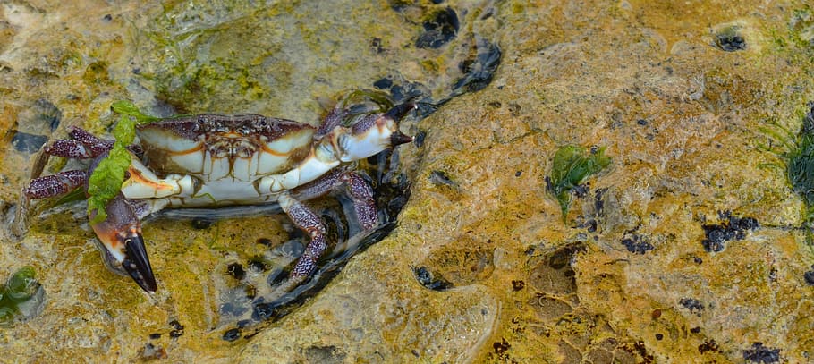 Animal, Crab, Beach, nature, sea, wildlife, animals And Pets HD wallpaper