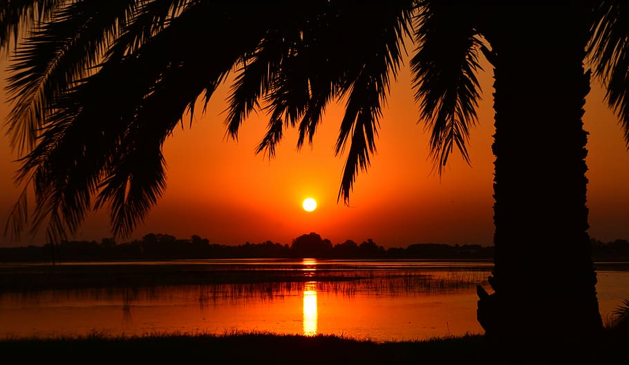 silhouette of coconut tree near body of water photo taken during sunset HD wallpaper