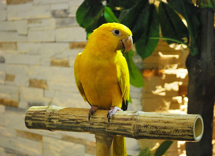 Parrot, Yellow, Watching, Bird, sitting, animal, tropical, exotic HD wallpaper