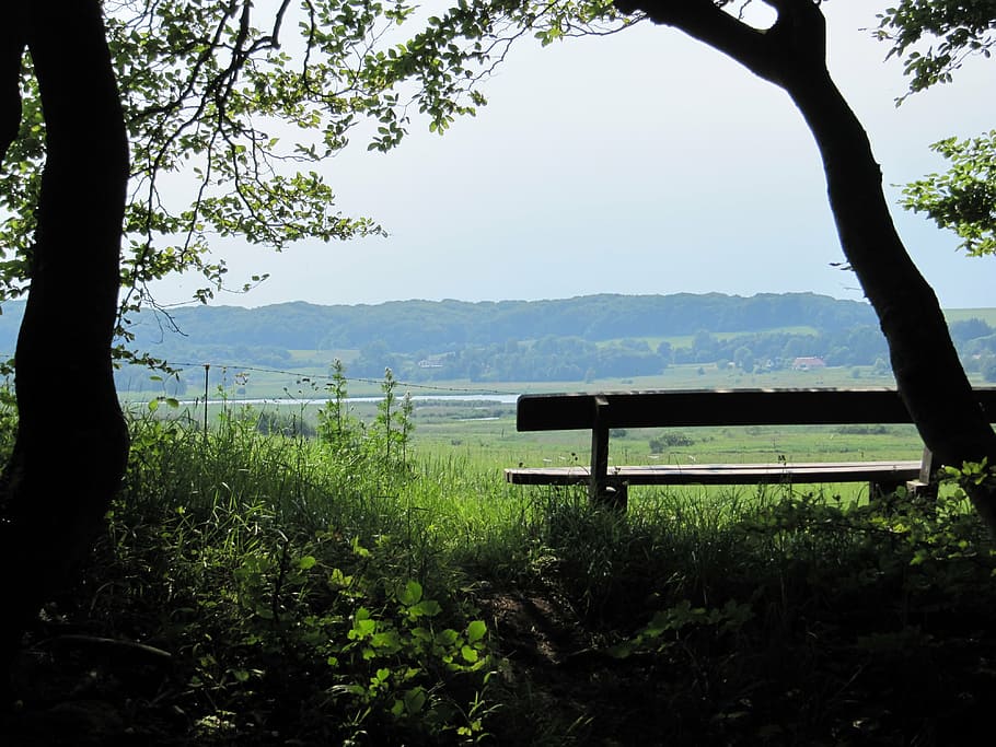 bank, log, meadow, rest, relax, view, denmark, rold skov, plant HD wallpaper