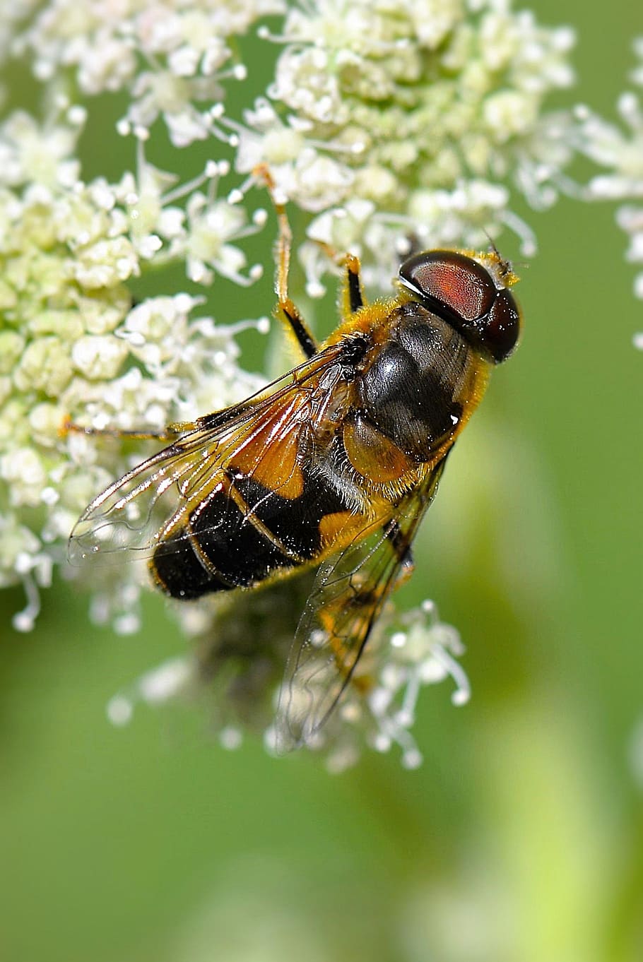hoverfly perching on white flower, mist bee, macro, insect HD wallpaper