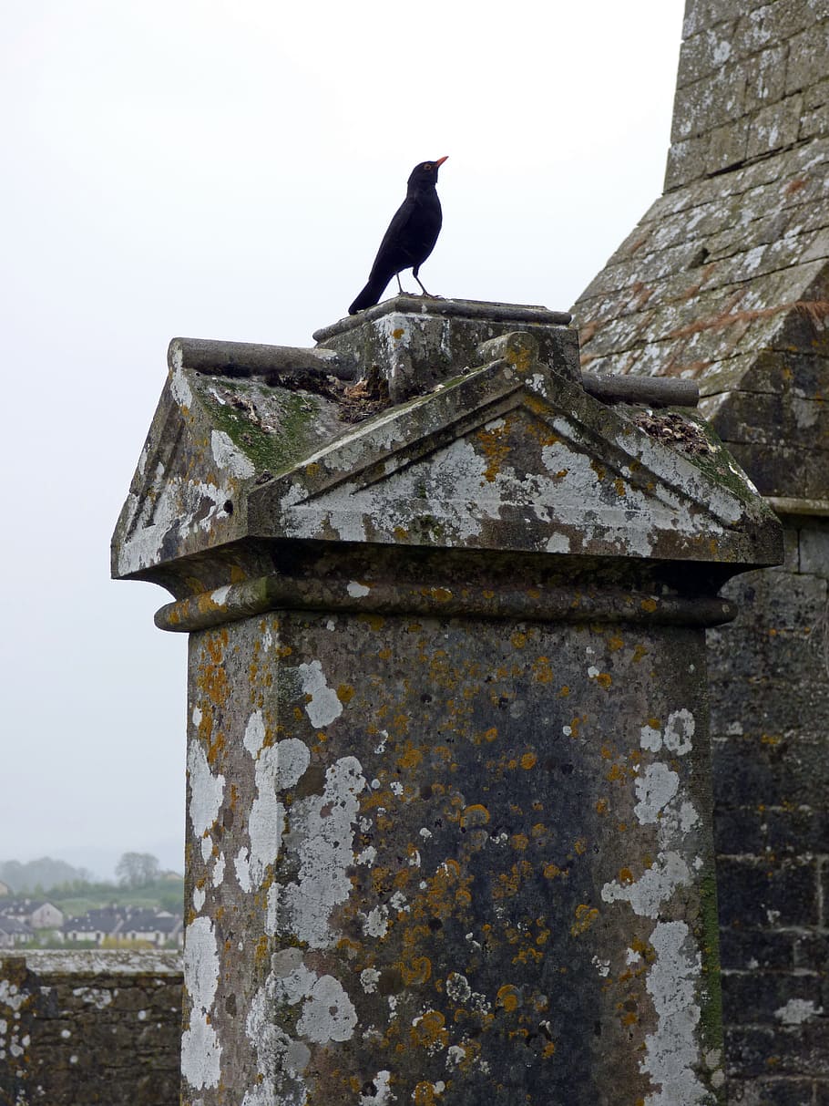 ireland, crow, bird, animal themes, vertebrate, animals in the wild HD wallpaper