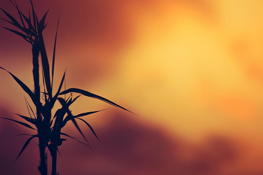 silhouette of plant, plants, sky, clouds, nature, sunset, light HD wallpaper