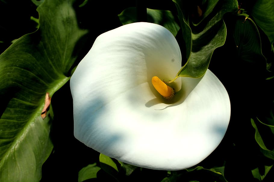 nature, leaf, plant, flower, garden, outdoors, color, nice HD wallpaper
