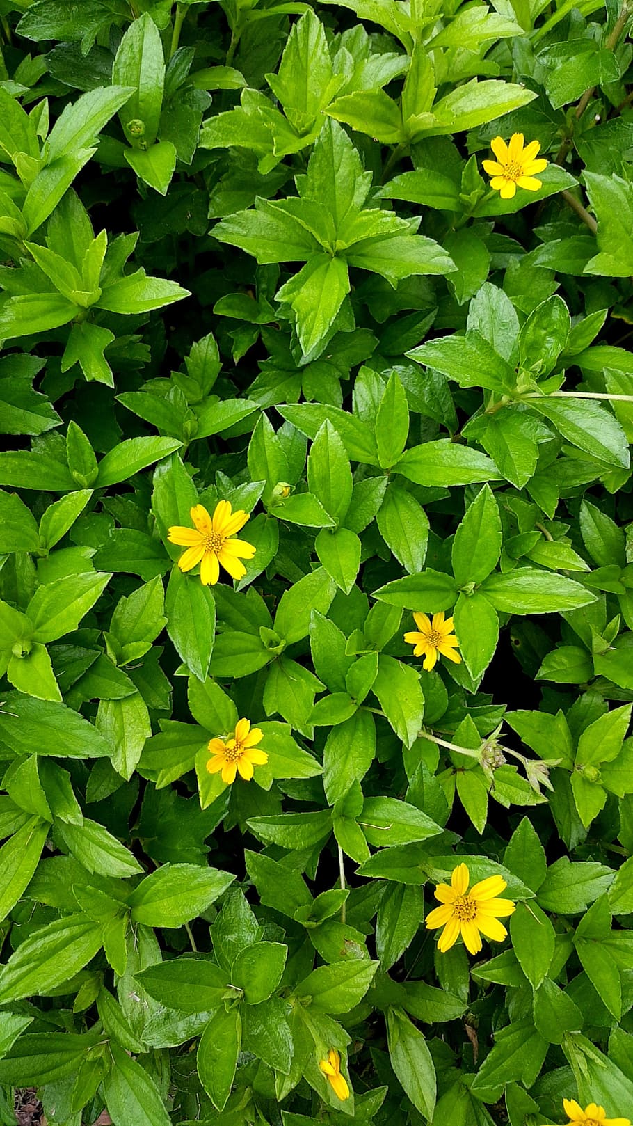 yellow, green, flora, design, nature, summer, colour, colourful HD wallpaper