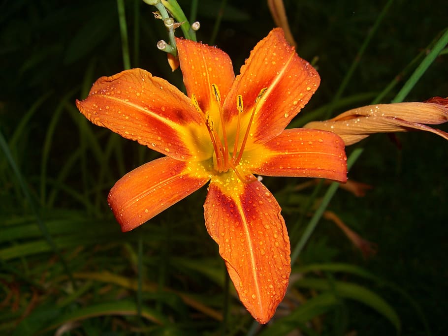Flower, Night, Raw, orange color, growth, petal, flower head HD wallpaper