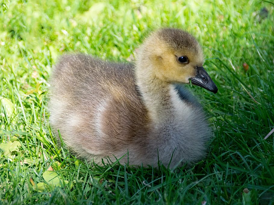 canada goose, branta, canadensis, canada geese, gaensekuecken, HD wallpaper