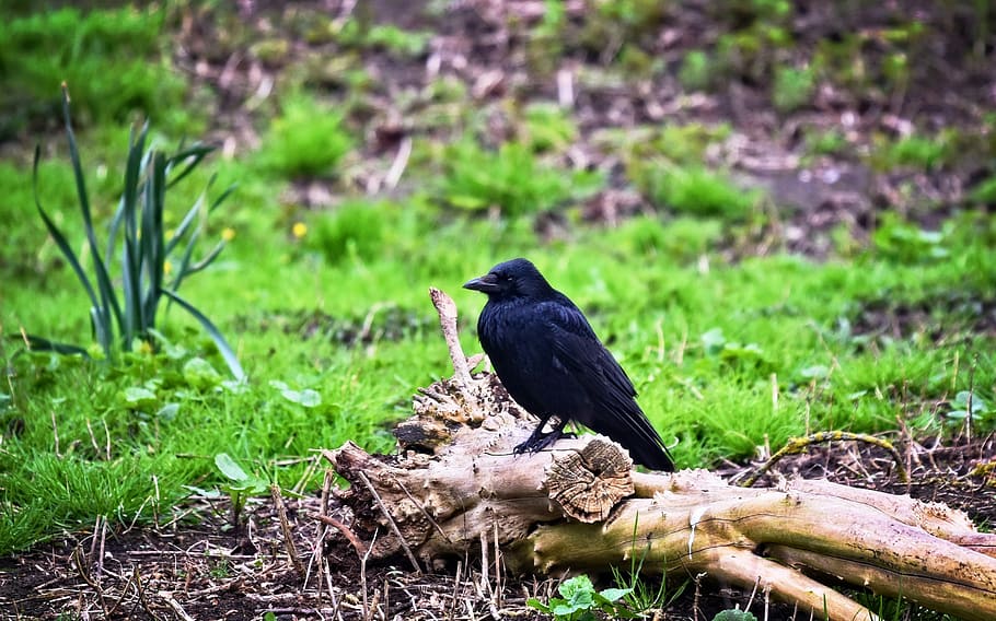 crow, bird, animal, corvus, corvidae, smart, intelligent, sitting HD wallpaper