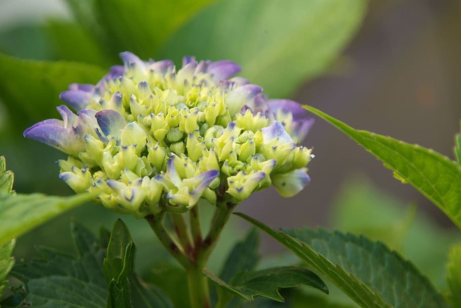hydrangea, purple, flower, garden, flowering plant, beauty in nature HD wallpaper