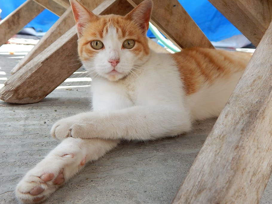 pet, gata, rest, look, domestic, pets, domestic animals, one animal HD wallpaper