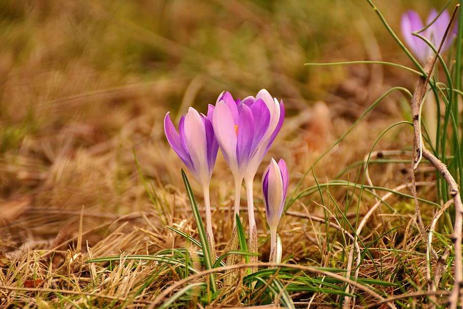 Crocus, Spring Flowers, Early Bloomer, garden, purple flower HD wallpaper