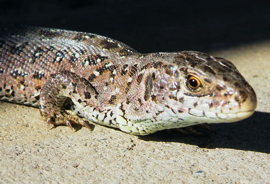 Sand Lizard, Reptile, Creature, scale, nature, animal, wildlife HD wallpaper