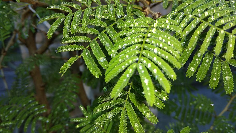 prosopis, rain, green, green color, plant, growth, close-up HD wallpaper