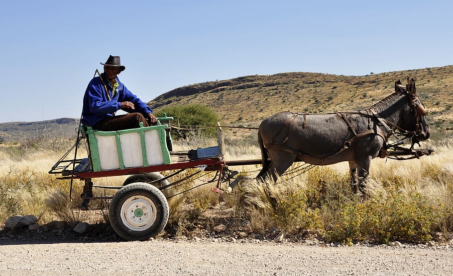man riding rickshaw pulled by donkey, africa, namibia, bauer HD wallpaper