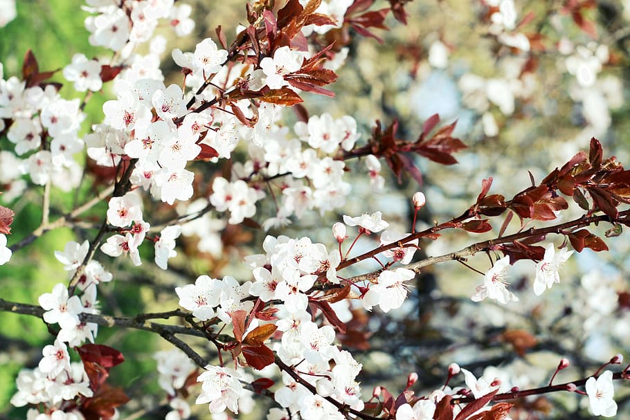 flower, spring, tree, plant, flowering plant, blossom, beauty in nature HD wallpaper