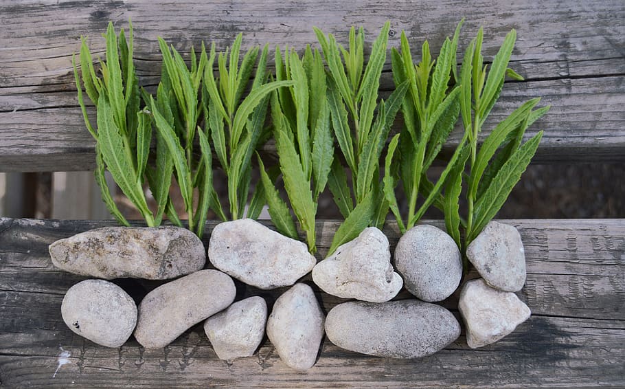 background rustic, stones, wood, ecological, natural, green color HD wallpaper
