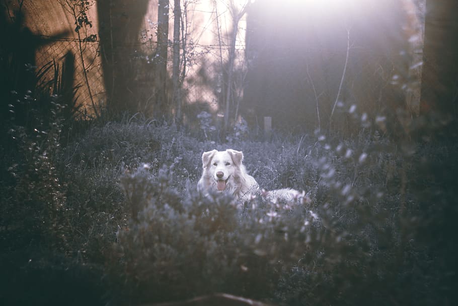 Nature, white golden retriever, animal, dog, grass, pets, outdoors HD wallpaper