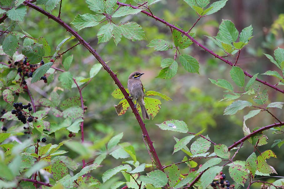 honey, eater, bird, berries, blackberries, yellow-faced, honeyeater HD wallpaper