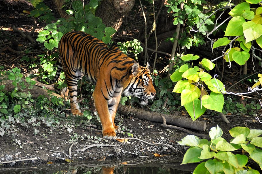 tiger, zoo, cat, predator, animals, dangerous, stripes, one animal HD wallpaper