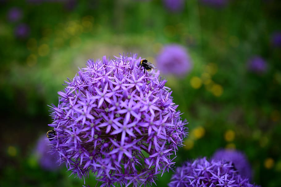 bee, flower, plant, spring, nature, honey, garden, green, insect HD wallpaper