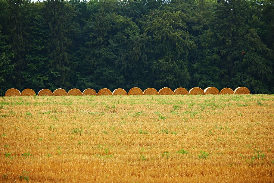 straw bales, field, harvest, landscape, summer, stubble, agriculture, HD wallpaper