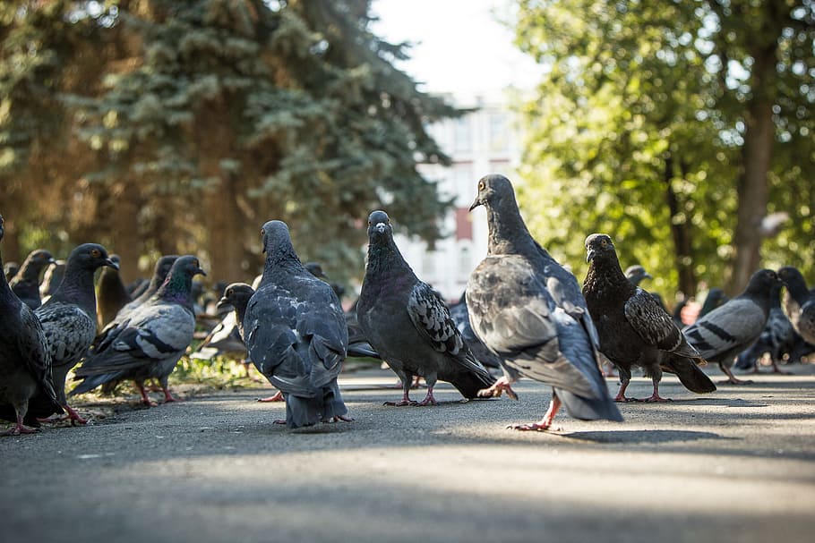 Pigeons, Birds, Square, Summer, Sun, animal themes, large group of animals HD wallpaper