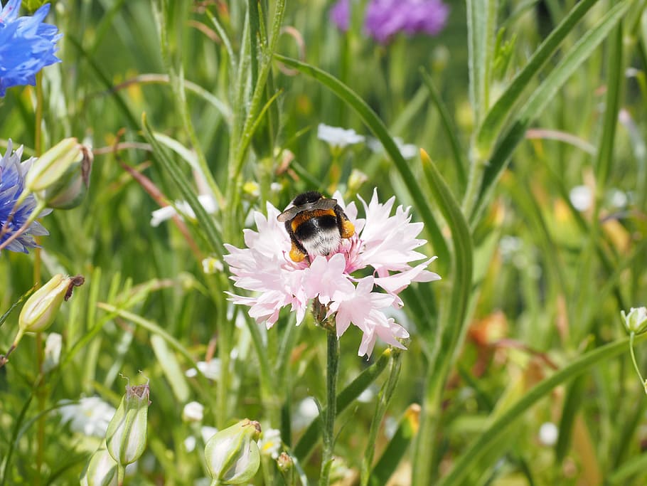 cornflower, blossom, bloom, pink, light pink, hummel, pollination HD wallpaper