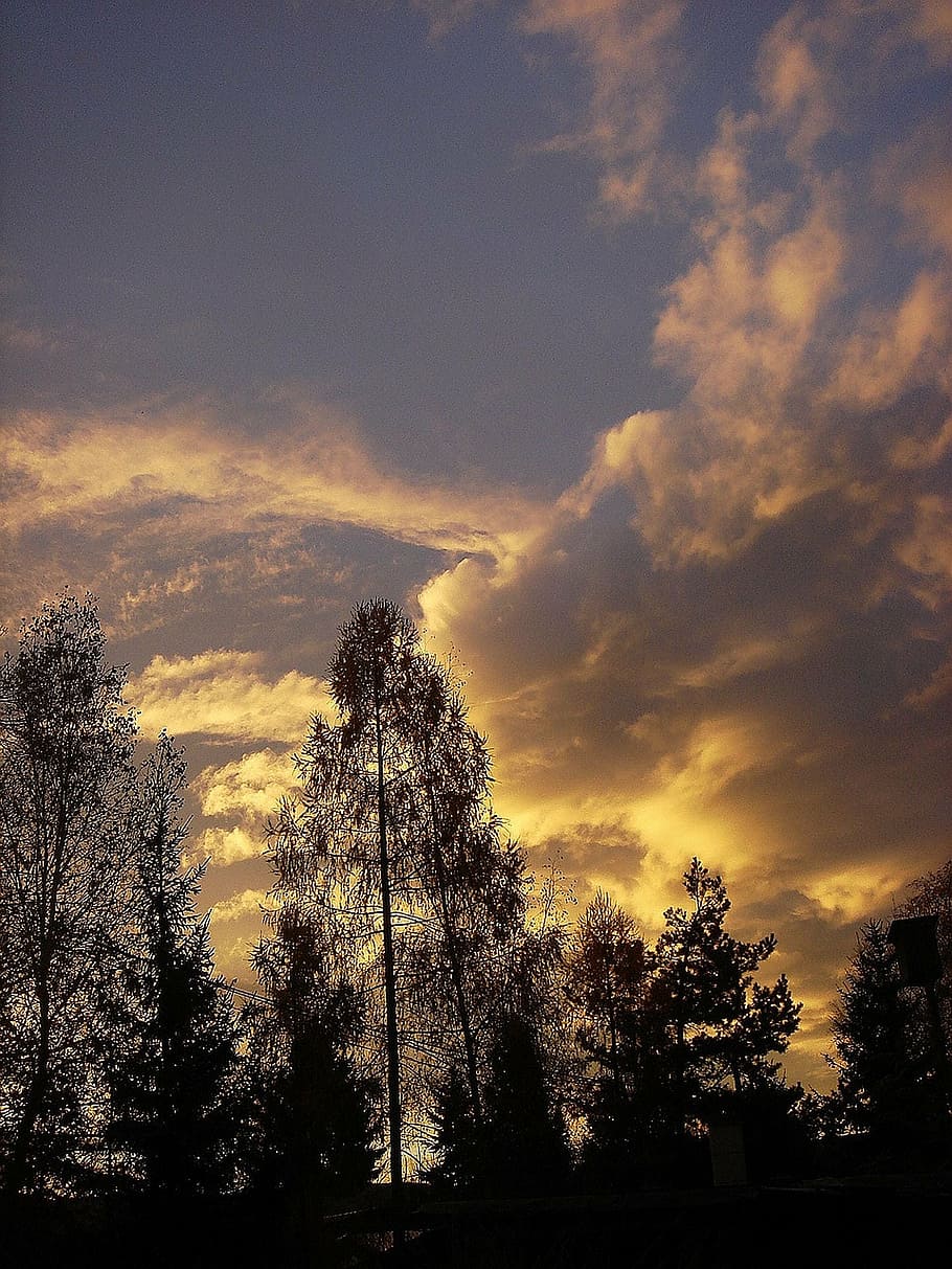 clouds, scenery, west, sun, tree, sky, cloud - sky, plant, sunset HD wallpaper